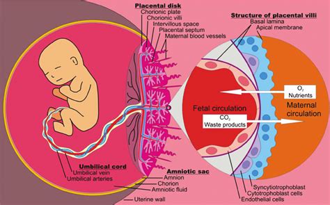 Illustration Of The Placental Barrier That Separates Between Fetal And