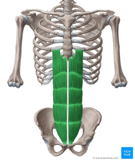 Rectus Abdominis Muscle And Anterior Abdominal Muscles Kenhub