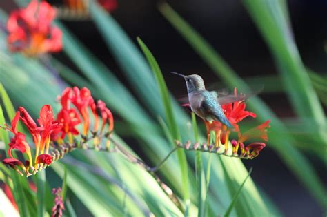 How To Plant A Hummingbird Garden Farm And Dairy