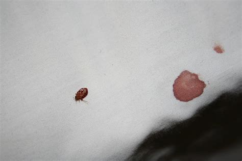 Smashed Close Up Of The Evil Bed Bug And I Suspect My Blood Flickr