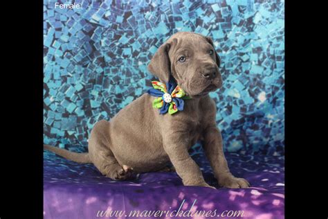 Maverick Danes Great Dane Puppies For Sale Born On 07042019