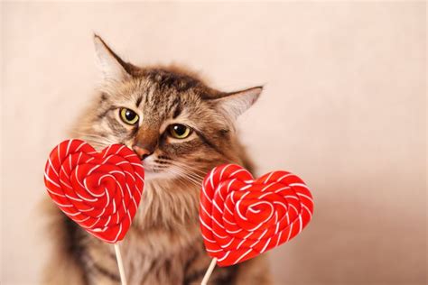 20 Cats Who Want To Be Your Valentine On Valentines Day Valentines