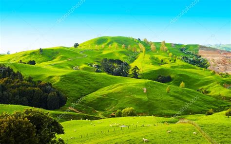 Hills Of The New Zealand — Stock Photo © Fyletto 49449427