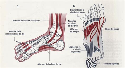 Musculos De Los Pies