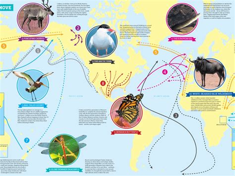 Fantastic Journey Wildlifes Migration In Search Of Food Environment