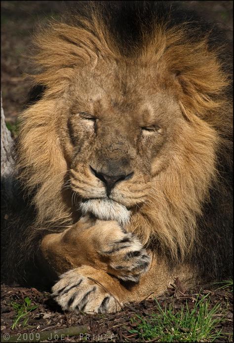 Sleeping Lion 43 039 By Prince Photography On Deviantart