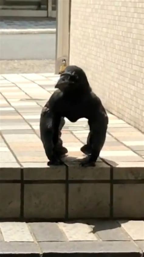‘gorilla Crow From Japan Is Freaking Tf Out Of People