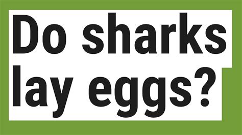 Do Sharks Lay Eggs Youtube