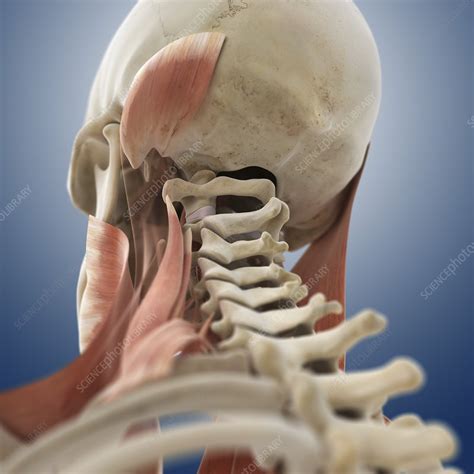 Neck Muscles Artwork Stock Image C013 1217 Science Photo Library