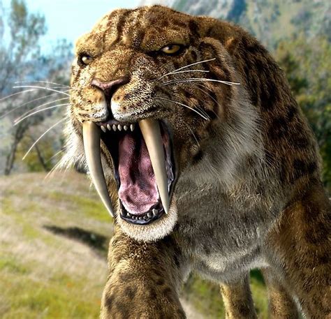 Smilodon One Of The Best Known Cats With Saber Tooth Smilodon Was