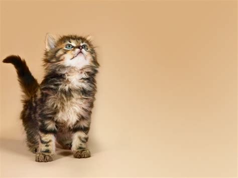 What Is The Best Way To Get The Attention Of A Kitten Snellville Ga