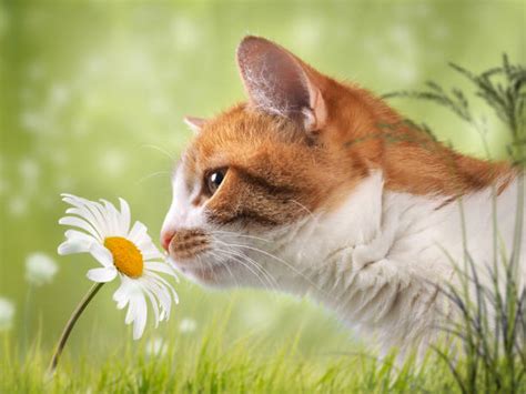 Cat Smelling Flowers 圖畫、圖片和照片檔 Istock
