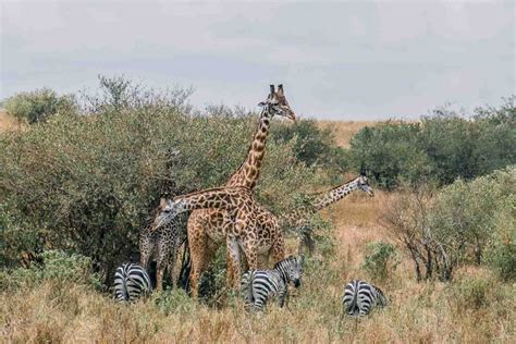 Amazing African Safari Animals During Great Migration 40 Photos From