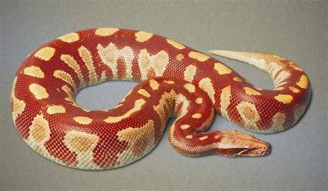 Red Albino Blood Python Wild Caught Cute Reptiles Reptiles And