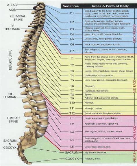 High Back Muscles Diagram ~ Muscles Of The Human Body Quiz Diagram