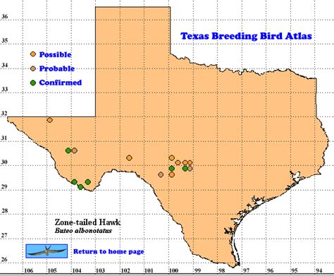 Zone Tailed Hawk The Texas Breeding Bird Atlas
