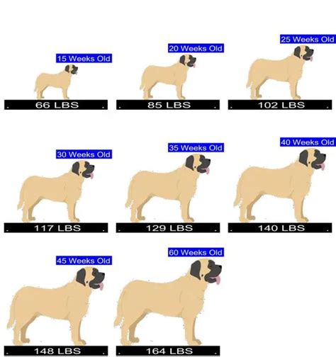How Many Puppies Do Mastiffs Have Calculator For Predicting Mastiff