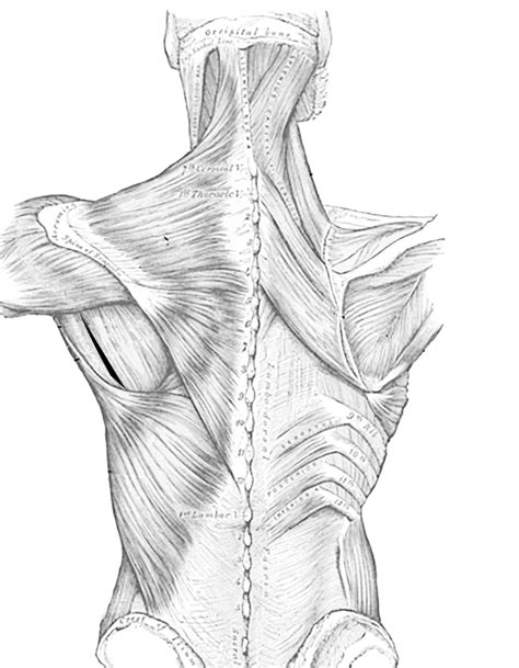 Back Muscles Anatomy Muscles Of The Lumbar Spine Of The Trunk The