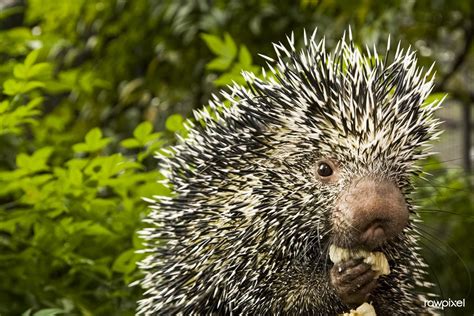 Prehensile Tailed Porcupine 2010 By Mehgan Murphy Original From