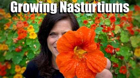 Calendulas, also known as pot marigold, used to be called poor man's saffron. Growing Nasturtiums - An Edible, Easy-to-Grow Cool Season ...