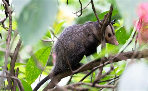 What Is the Spiritual Meaning of Seeing a Skunk? (Conversion)