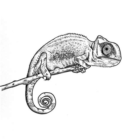 A Black And White Drawing Of A Chamelon Sitting On A Branch With Its