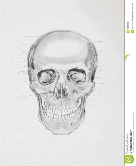 Human Skull. Medical Illustration Stock Illustration - Illustration of ...