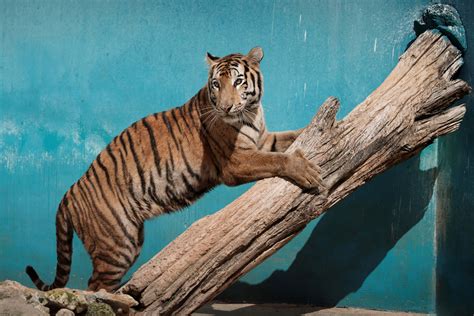 Nace bebé tigre de Bengala el único sobreviviente de la camada en