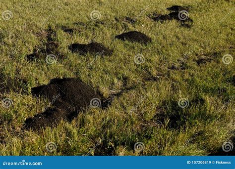 Fresh Dirt Mounds From Pocket Gophers Tunneling Stock Image Image Of