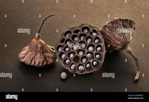 Dry Seed Pods Of Sacred Lotus Nelumbo Nucifera Stock Photo Alamy