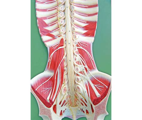 Spinal Cord Bottom Half Diagram Quizlet