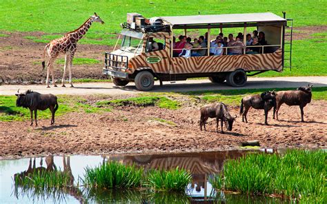 Go on your own safari and have wild adventures! - Serengeti-Park