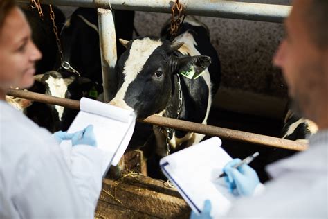 Making Smart Dairy Farming A Reality
