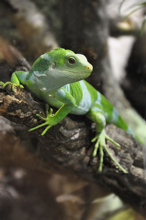 Fiji Iguana Lizard Free Photo On Pixabay Pixabay