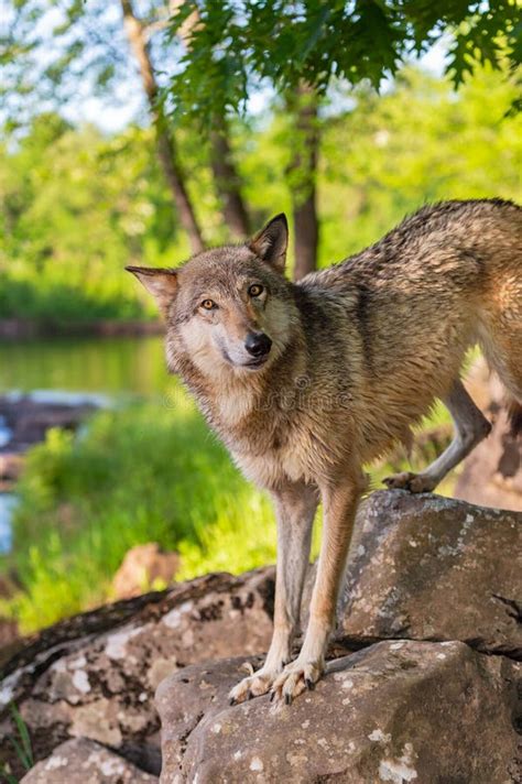 Grey Wolf Canis Lupus Stands On Riverside Rocks Looking Quizzical