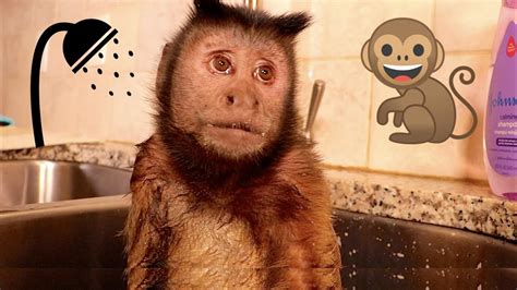 Monkey Takes Bath In Style Owning A Pet Monkey Monkey Monday Youtube