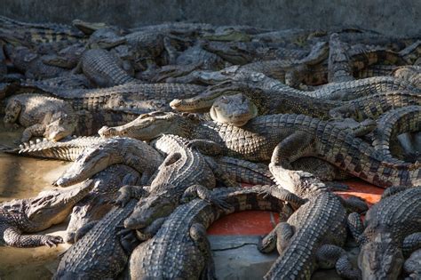 2 Year Old Girl Eaten Alive By Crocodiles After Falling Into Pit