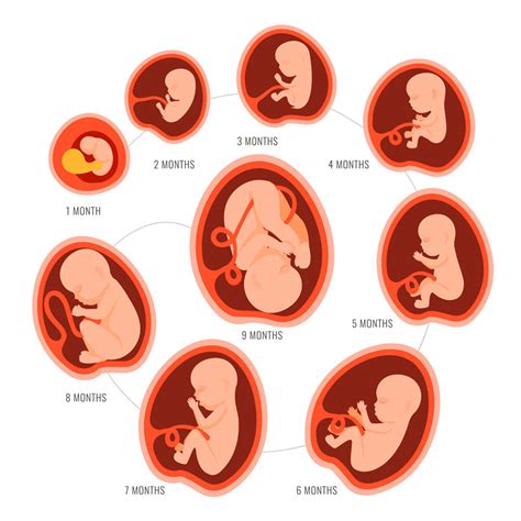 etapas del embarazo etapas del embarazo gestacional hot sex picture