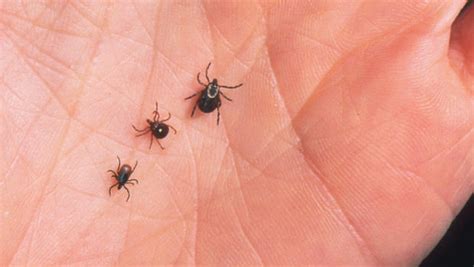 Our Vancouver Veterinary Hospital Discusses Troublesome Ticks Amherst
