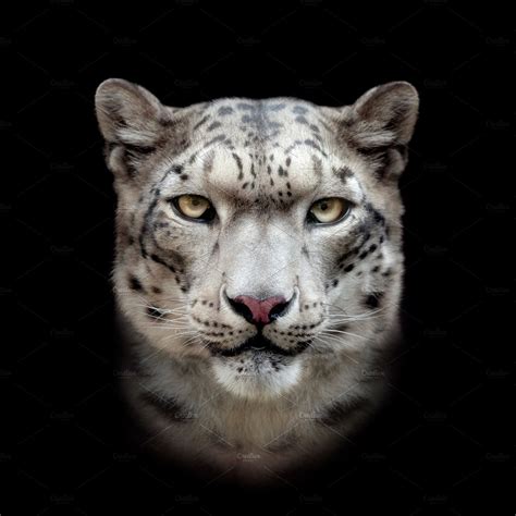 Snow Leopard Face High Quality Animal Stock Photos Creative Market