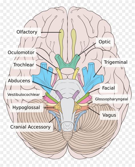 Oculomotor Nerve Birds Eye View Of Brain Hd Png Download 1200x1429
