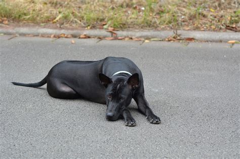 Free Images Puppy Pet Cat Black Dog Vertebrate Wildlife