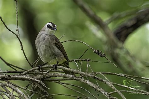 Yellow Vented Bulbul Bishan Ang Mo Kio Park Ii Mustapha Mohd Flickr