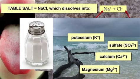 Salinity Impacts On Marine Life Youtube