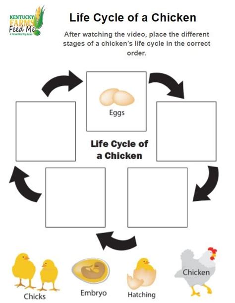 Life Cycle Of A Chicken Worksheets — Teachkyag