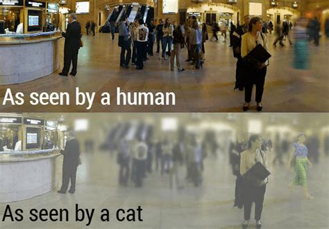 How Do Your Cats View The World Hubpages