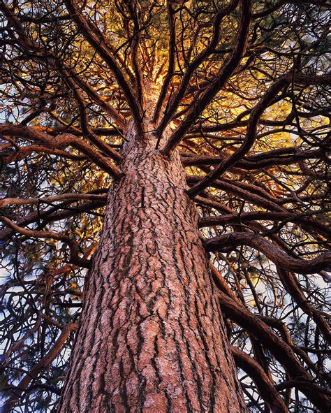 Available from nursery with 20 years' experience & uk wide delivery. "Ponderosa Glow", Central Oregon - Mike Putnam Photography