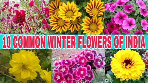 10 Common Winter Flowers Of India Youtube