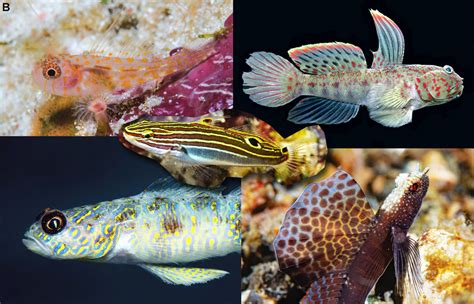 Top 5 New Goby Species Of 2019 Reef Builders The Reef And Saltwater