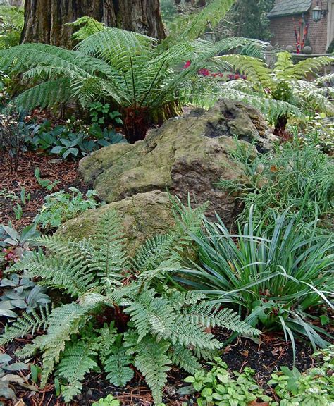 Ferns Are Easy Plants For Houstons Climate